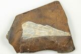 1.9" Fossil Ginkgo Leaf From North Dakota - Paleocene - #201215-1